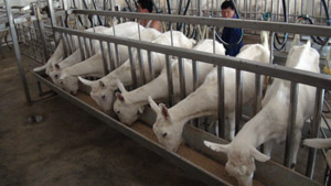 ������(918)�ٷ���վ - ���������