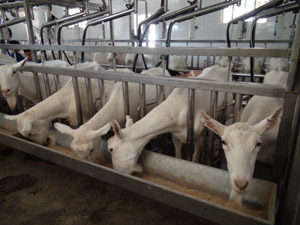 ������(918)�ٷ���վ - ���������